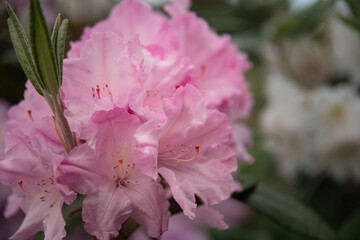 Obraz premium flowers in the garden