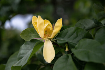 flowers in the garden