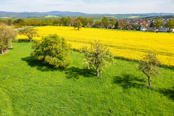 A bird's eye view of blooming rapeseed fields in Taunus/Germany on a sunny spring day
