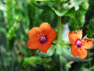 Fototapeta premium Fiore selvatico