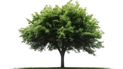 Isolated single tree on transparent isolated background PNG