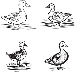 black and white duck outline