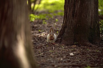squirrel in the woods