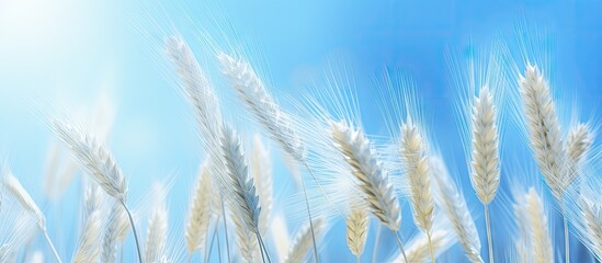 Fototapeta premium Copy space image of several wheat ears against a backdrop of light blue