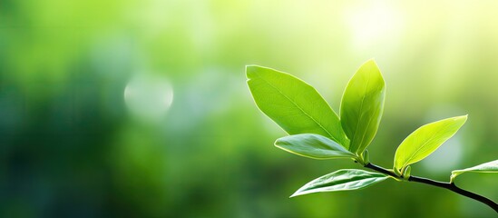 Garden closeup with a green leaf and blurred green background Copy space image for a natural green wallpaper concept