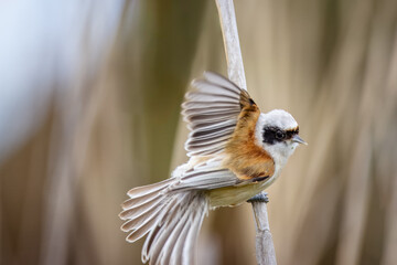 Eurasian penduline tit (Remiz pendulinus) sits on a dry reed and looks toward the camera lens and...