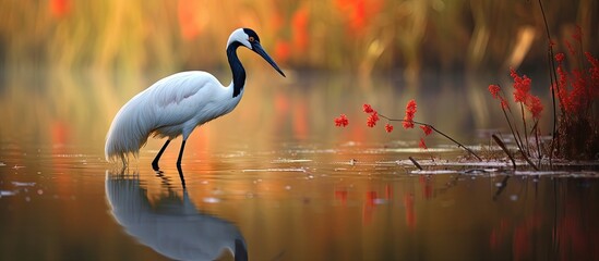Obraz premium Marsh feeding red crowned crane found in the midst of a serene wetland captured in a copy space image