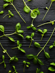 Basilicum green leaves over black wooden background