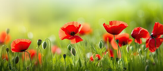 Low angle side view of backlit red poppy flowers in a green field with a close up that highlights the vibrant colors Copy space image