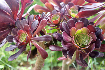 Aeonium