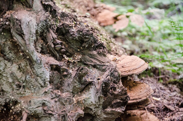 Mushrooms growing on the trunk of a tree in the forest