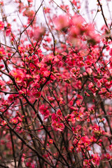 Pink Flowers Background: Vibrant Floral Display