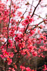 Pink Flowers Background: Vibrant Floral Display