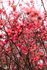 Pink Flowers Background: Vibrant Floral Display