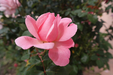 Rosa