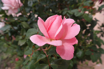 Rosa