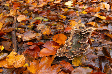 Yellow leaves in the forest on the ground.