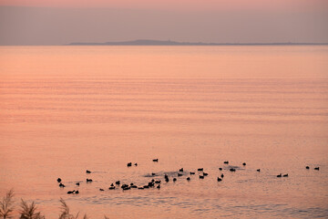 A group of black ducks on the sea. Azerbaijan.