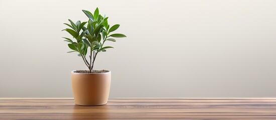 The copy space image shows a small plant pot resting on a wooden table