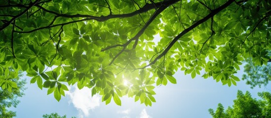 Obraz premium A lush canopy of green leaves adorns the top of the tree creating a captivating copy space image