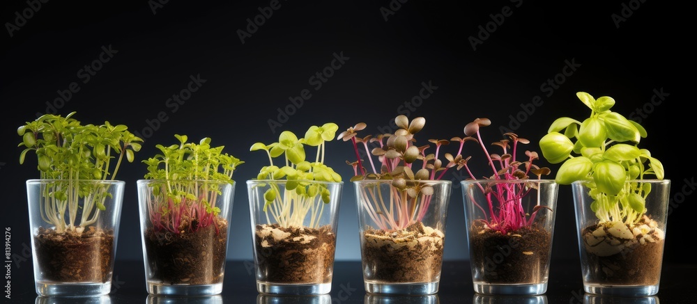 Poster cultivated basil sprouts and seeds displayed in cups on a bright background creating a visually appe