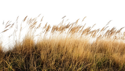 Cutout dried grass meadows savanna field isolated on transparent background
