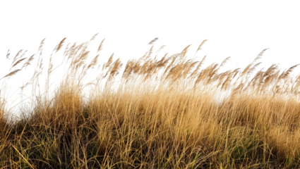 Cutout dried grass meadows savanna field isolated on transparent background
