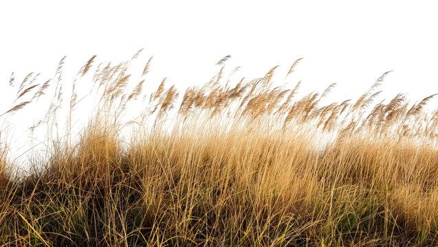 Cutout dried grass meadows savanna field isolated on transparent background
