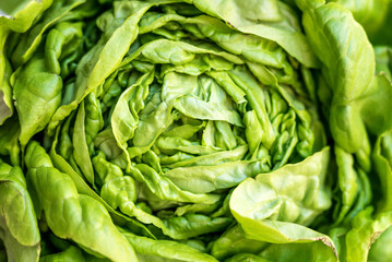 Fototapeta na wymiar Close up of Green Lettuce Salad 