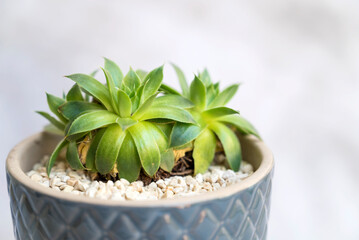 Green succulent in cup pot. Home Decoration plant