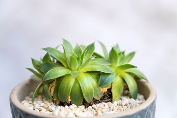 Green succulent in cup pot. Home Decoration plant