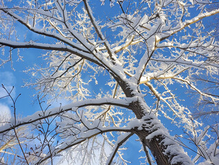 Snowy tree branches reaching upward against a clear blue sky on a sunny day.