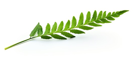 Isolated on a white background with clipping path the Paco fern leaf Diplazium esculentum is a small vegetable fern also known as the vegetable fern. Copy space image