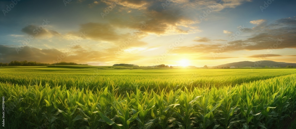 Poster a vibrant sunrise illuminates a vast field of corn with ample space for adding images or text