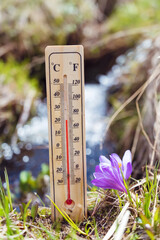 Wooden thermometer with red measuring liquid in a spring mountain with narcissus flowers 