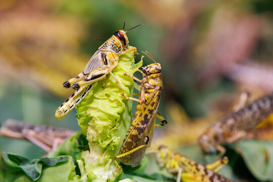 Desert locusts, Schistocerca gregaria, found primarily in the deserts and dry areas of northern and eastern Africa, Arabia, and southwest Asia. Swarms cause crop devastation..