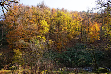 Yellow leaves in the forest on the ground.