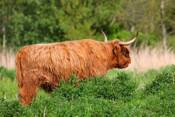 The free-ranging Scottish Highland Cow in dutch park area. Leidschendam, The Netherlands.