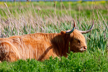 The free-ranging Scottish Highland Cow in dutch park area. Leidschendam, The Netherlands.