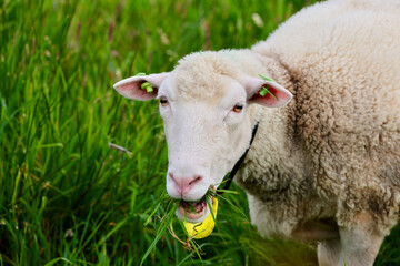 Dutch sheep on a pasture. 
