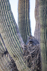 A great horned owl sitting in her nest in a saguaro cacti