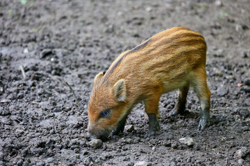 Young wild boar roaming and playing in the National park in Lelystad, The Netherlands.