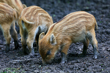 Young wild boars roaming and playing in the National park in Lelystad, The Netherlands.