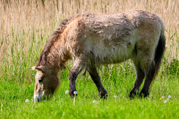 Wild horse in the national park in Lelystad, The Netherlands.