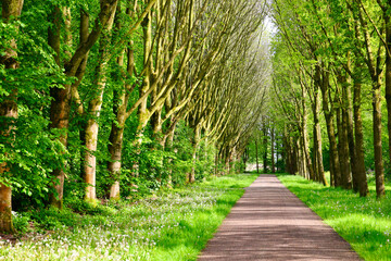 Spring, fresh green foliage. Scenic view of the park with sidewalk. The National park in Lelystad, The Netherlands.
