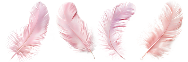 Set of delicate pink feathers on transparent background, soft and gentle theme