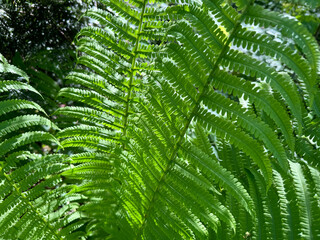 Fern plant green leaves in the forest.