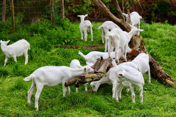 Fototapeta premium A group of white goats grazing on green grass.