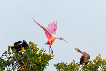 Roseate Spoonbill rejected when attempting to land in Florida
