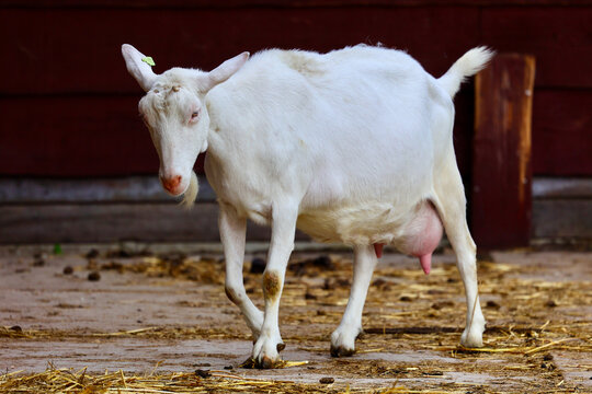 Female goat on the dutch farm in Zoeterwoude, The Netherlands.